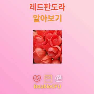 레드판도라 꽃말 및 탐구