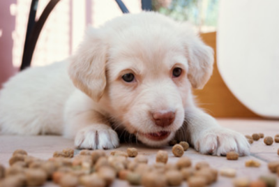 행동주의 심리학 관련