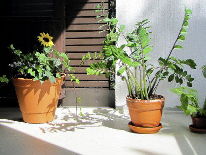 식물 잎 먼지 닦아줘야 하는 이유 (건강한 식물을 위한 작은 습관)
