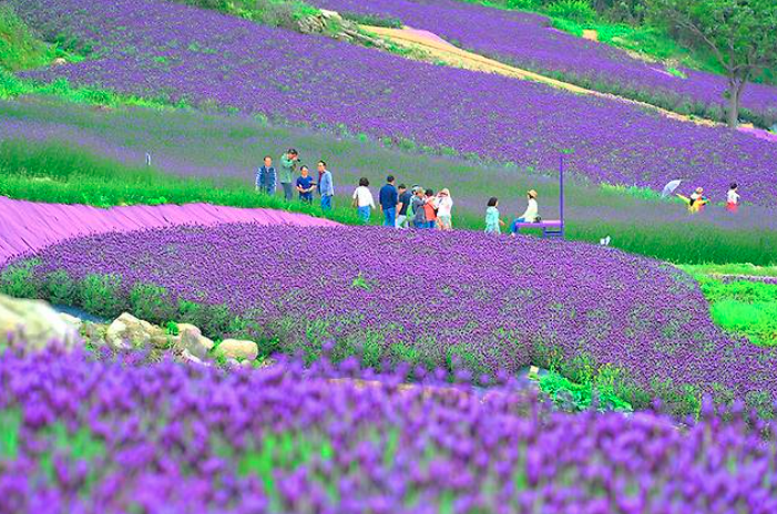 2025 퍼플섬 라벤더 축제