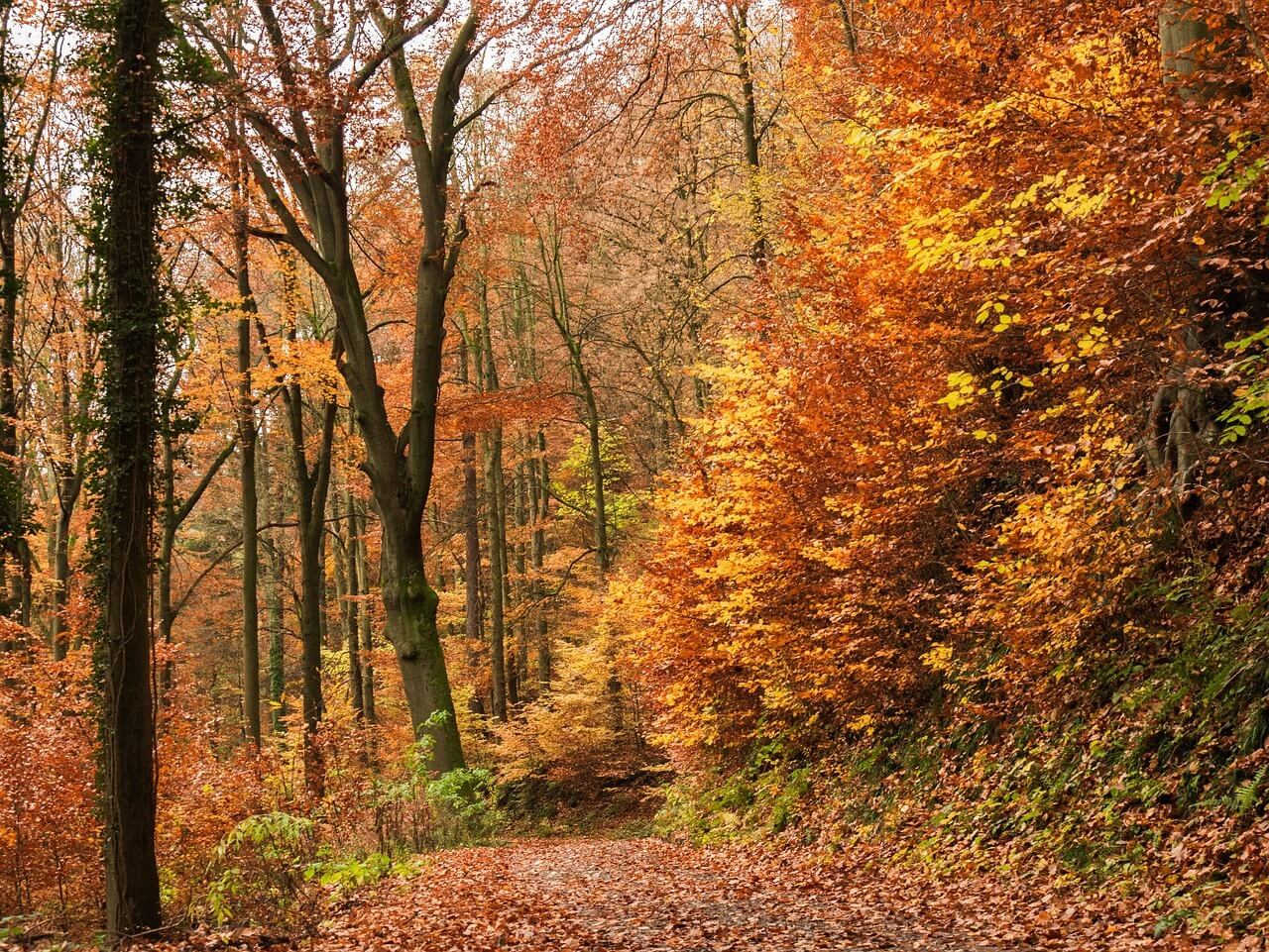 논산 온빛자연휴양림 단풍 명소 예약