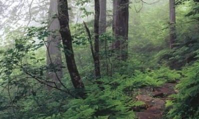 국립자연휴양림-예약방법-성수기