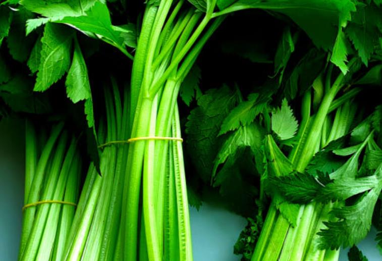 6시내고향 인제 누리대 단 묶음