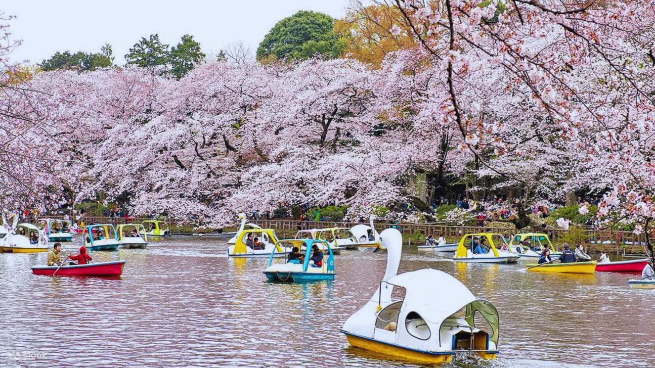 도쿄 이노카시라 공원 벚꽃 명소