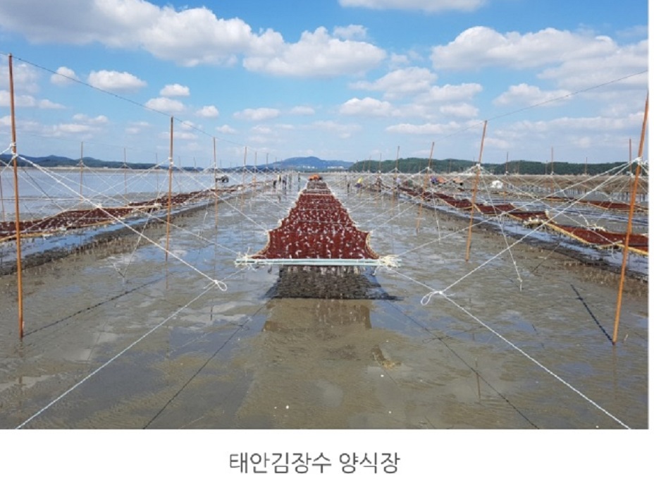 태안-곱창돌김-김장수
