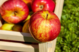 청송 사과 택배 주문 방법