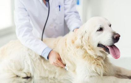 진료받는 강아지