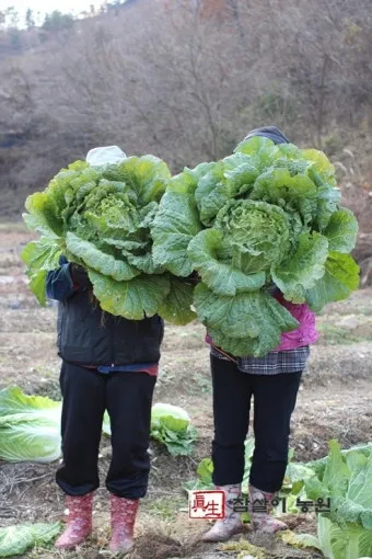배추 재배 정식 시기 석회 뿌리기 벌레 예방_7