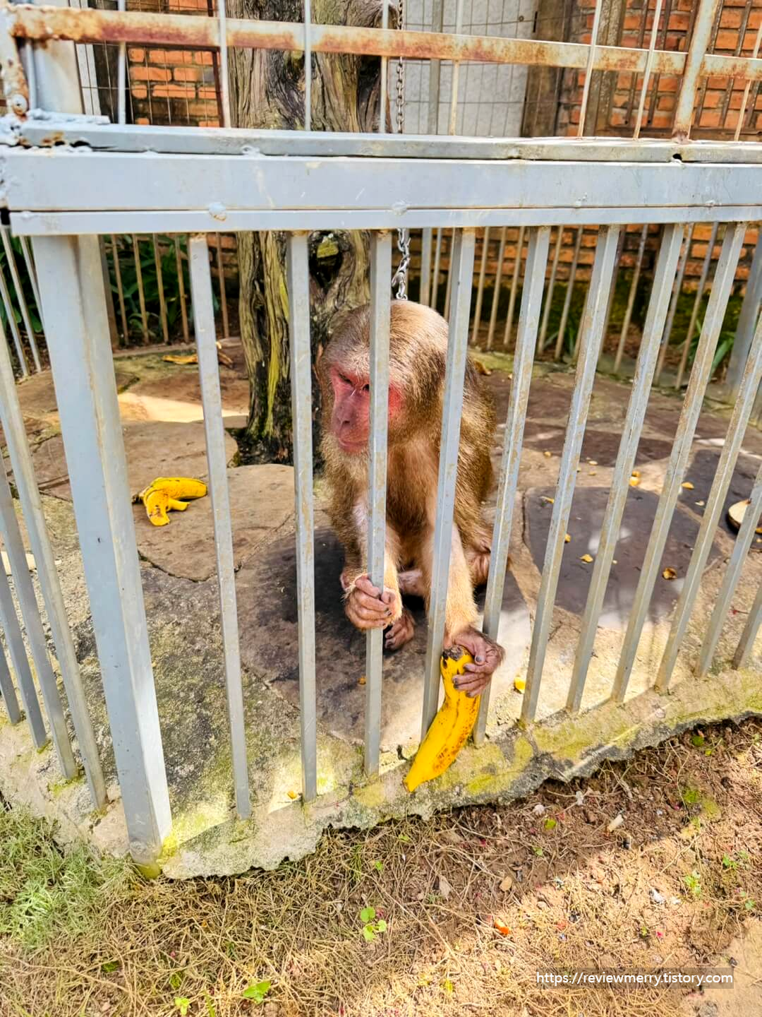 바나나 받은 사진