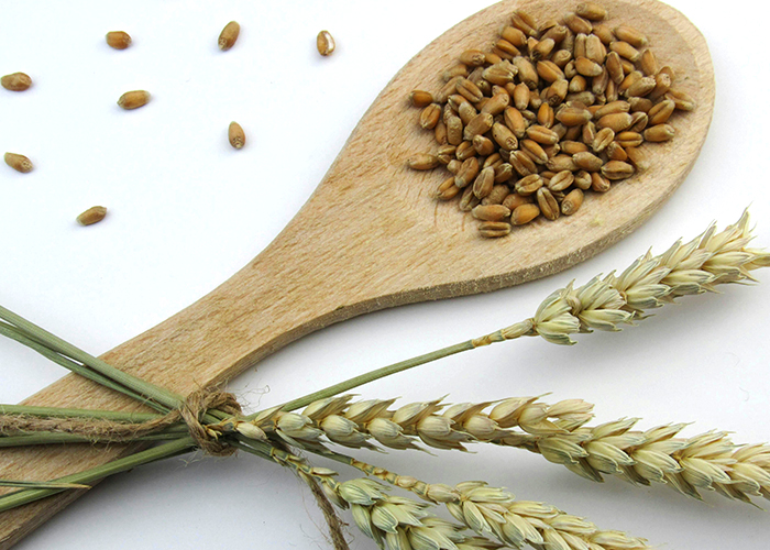 흰색 바탕에 카무트 곡류가 숟가락 위와 바닥에 놓여져 있다.