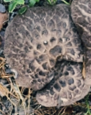 능이버섯 보관방법