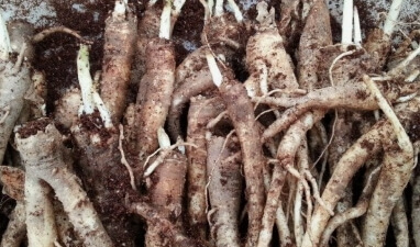 도라지 파종시기