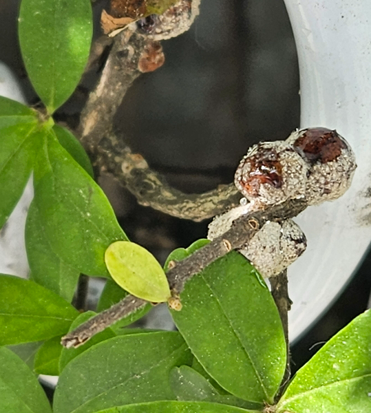 쥐똥밀깍지벌레 약충1