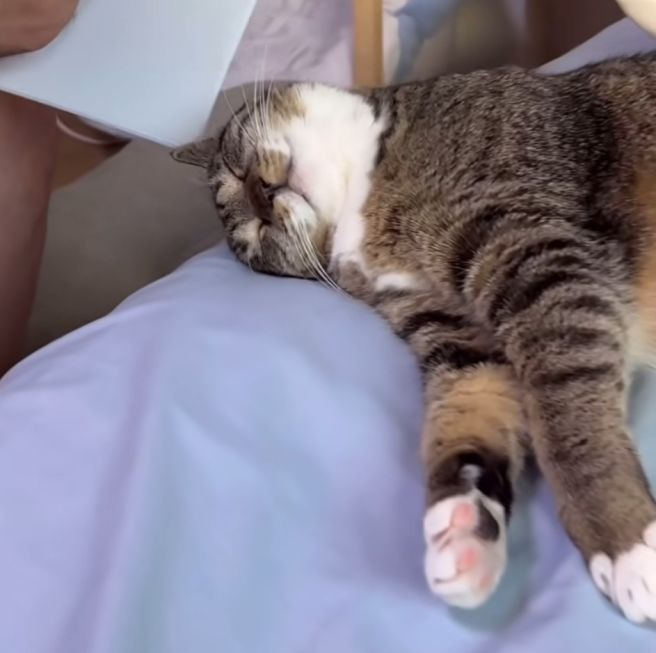 송하빈 고양이 춘봉 첨지