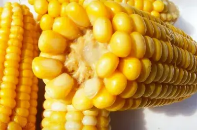 옥수수-이미지
