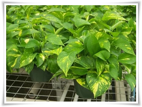 누구나 기르기 쉬운 공기정화 식물 "스킨답서스 키우기"