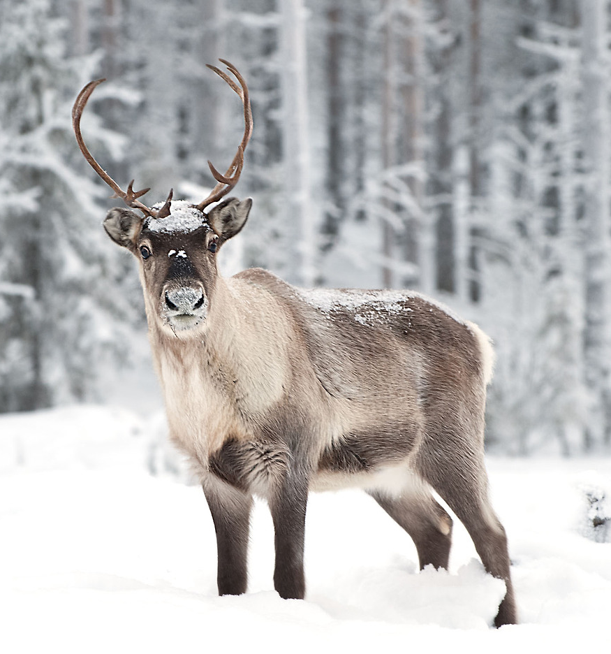순록