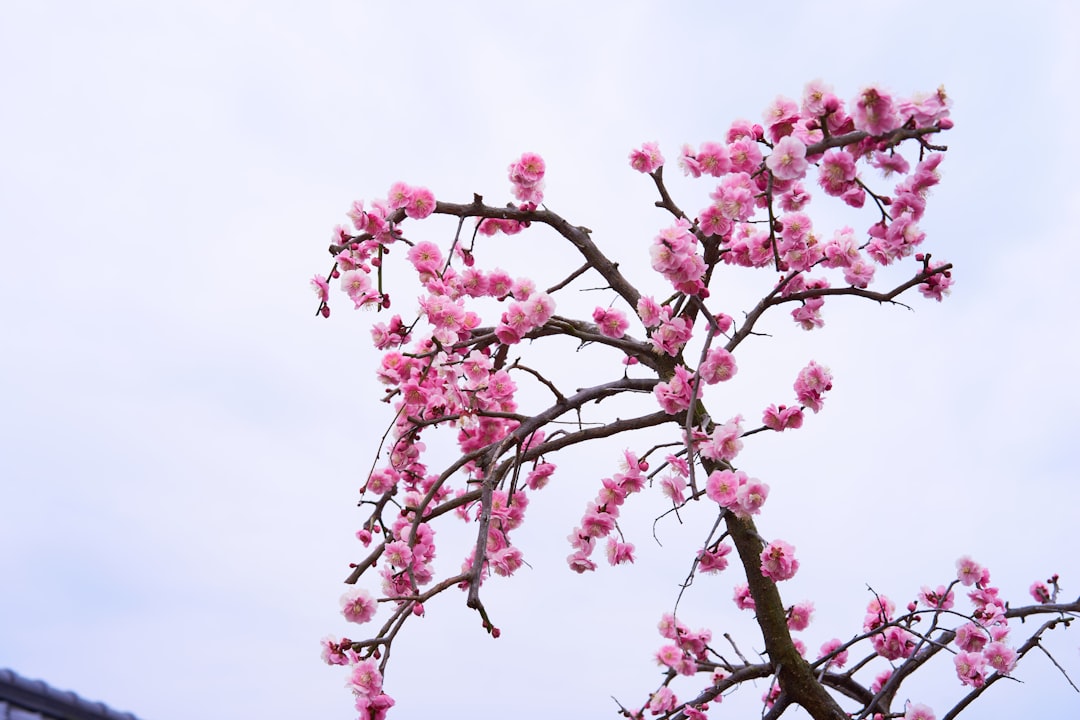 Plum blossom