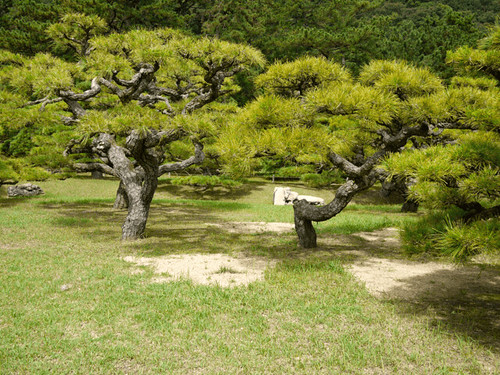 화담숲예약 소나무형제