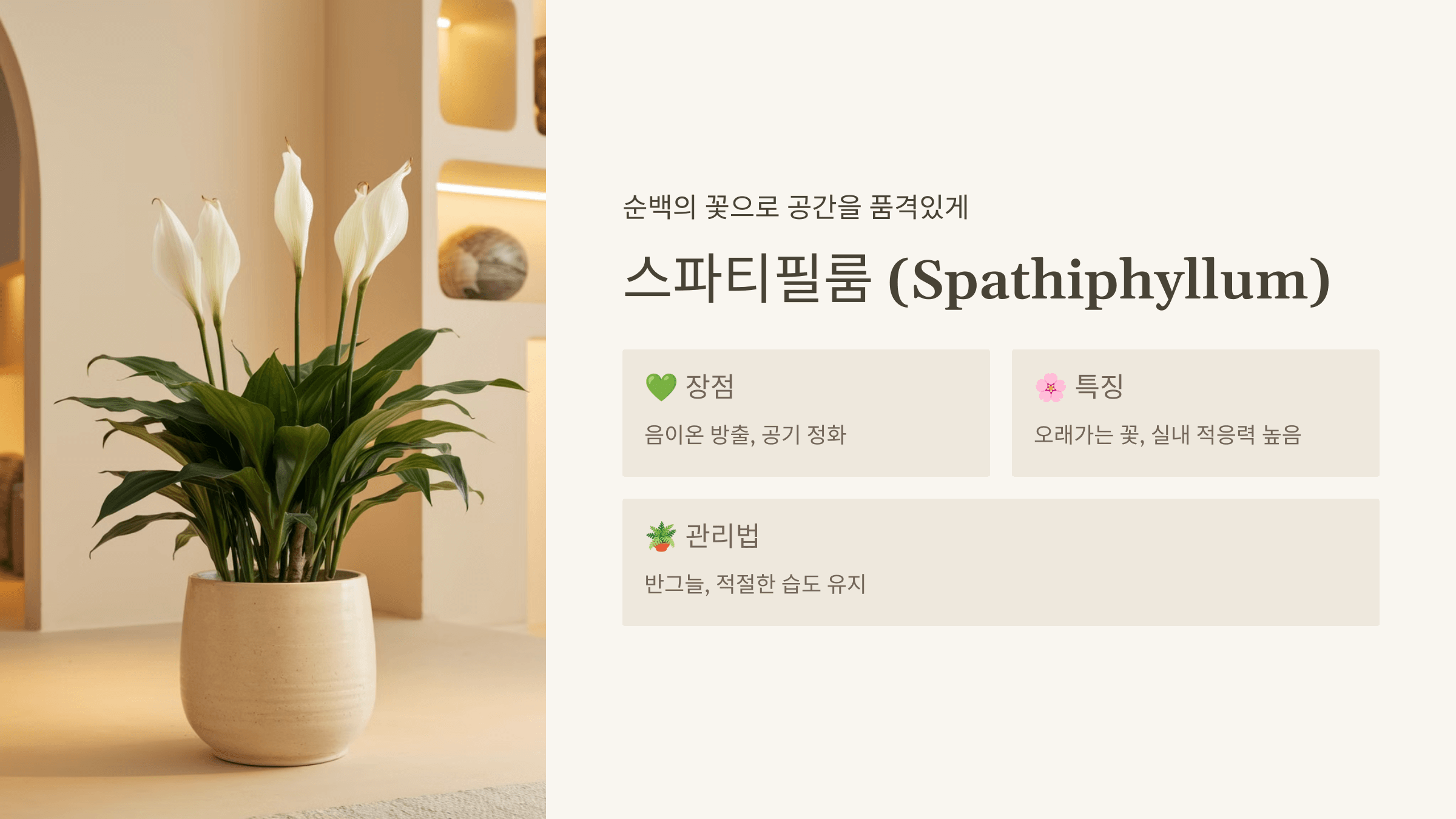 스파티필룸 (Spathiphyllum)