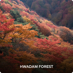  화담숲&middot;모노레일 예약 취소방법&middot;취소표 잡는 방법&middot;입장료 이미지