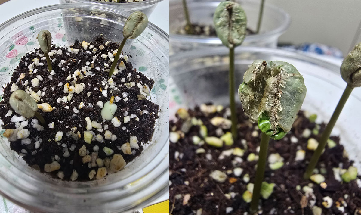 고개를 내밀고 허물을 벗다