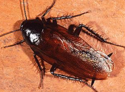 먹바퀴/출처:나무위키