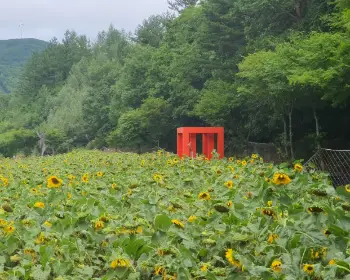 태백 해바라기 축제_6
