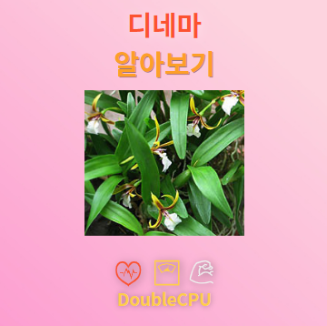 디네마 꽃말 및 탐구