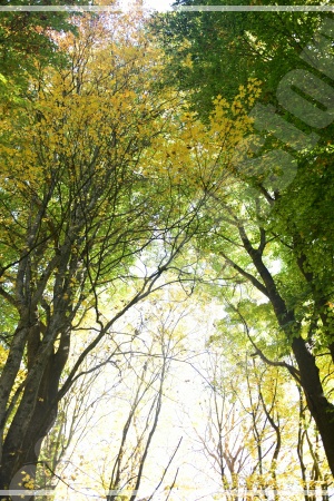 가을빛으로 물든 넓은 언덕 위에 홀로 서 있는 올림픽공원의 &amp;#39;나홀로나무&amp;#39; 시그니처 풍경 