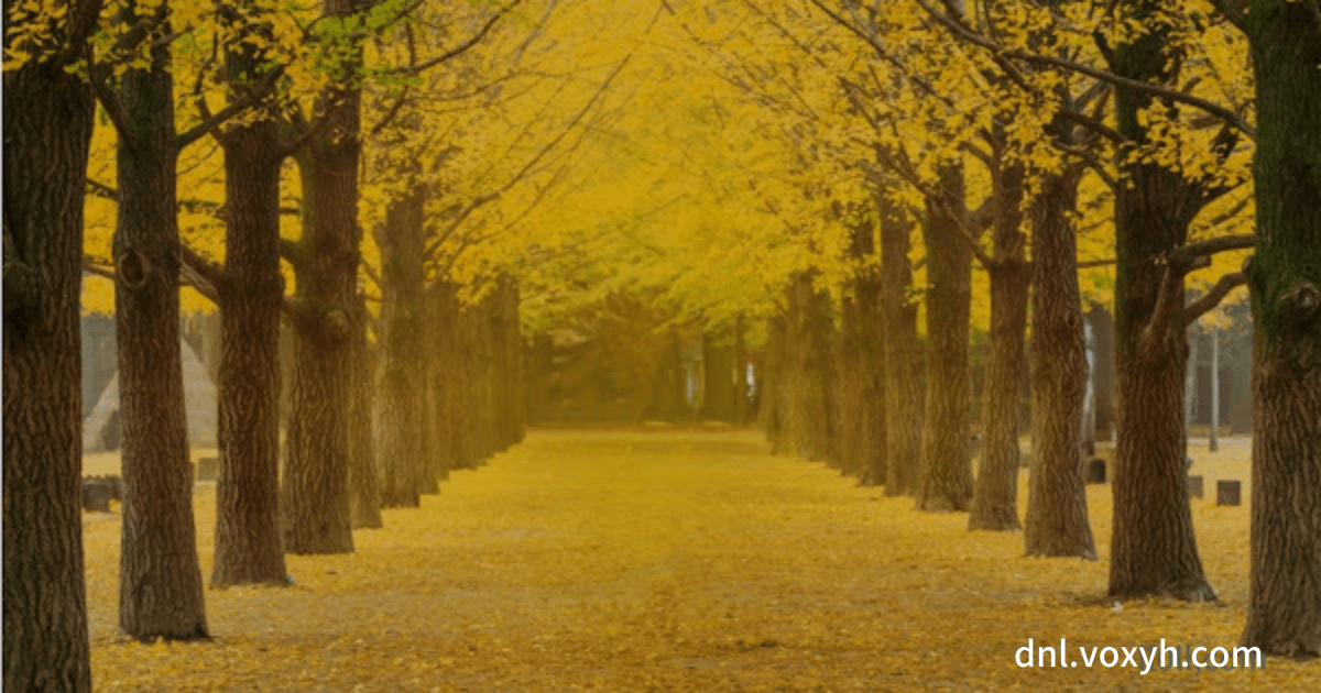 남이섬(Nami Island)