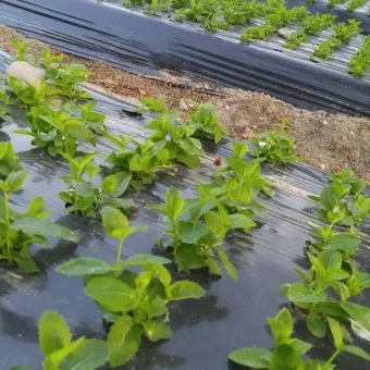 도라지 재배 종자 처리 배수 관리 굵게 키우기_7