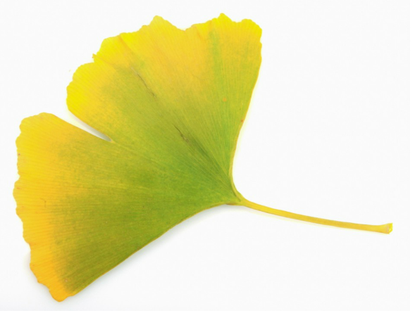 기넥신에프정 80mg 효능