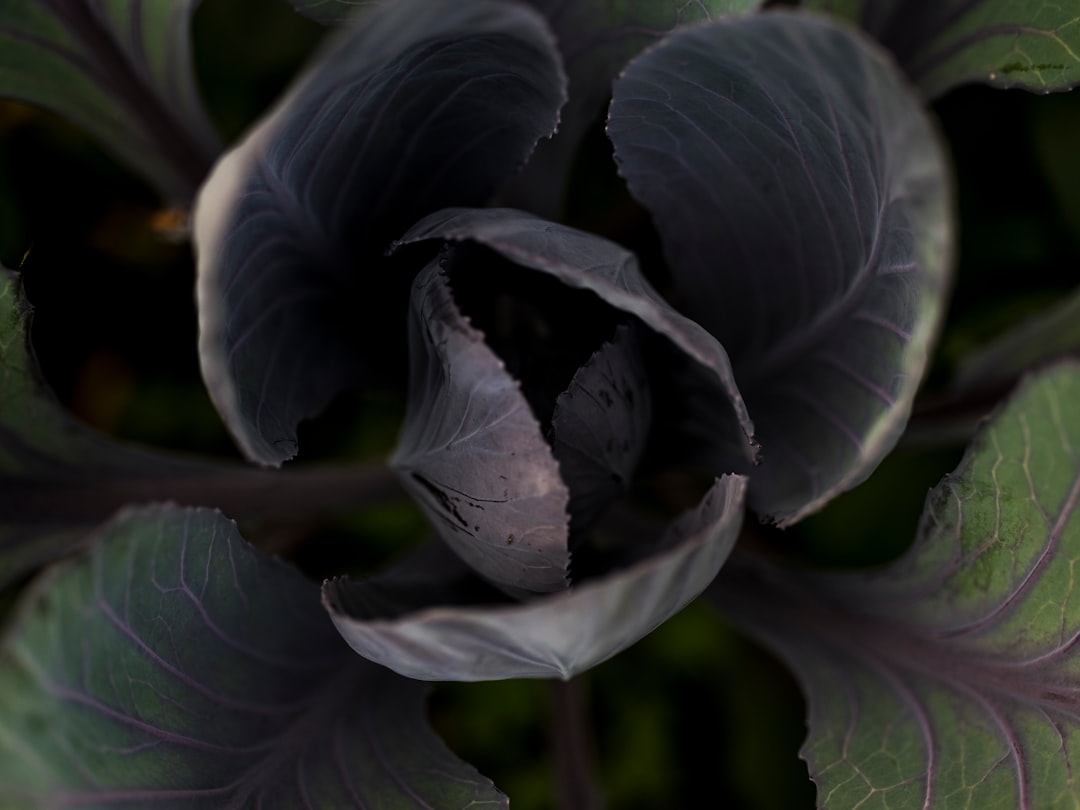 Black garlic