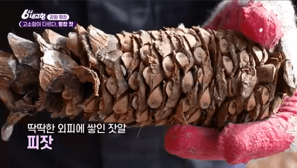 [6시내고향]강원도 평창 고급 잣 &amp;#39;평창잣농원 영농조합법인&amp;#39; 택배 배송 연락처 정보 