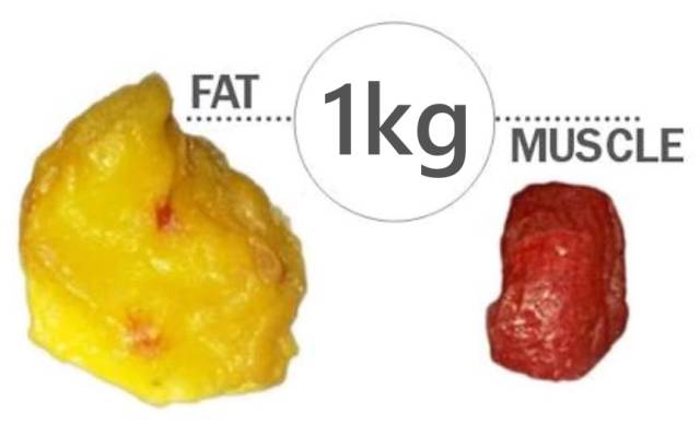 다이어트 정체기 탈출 몸무게가 안줄어요,지방1kg근육1kg