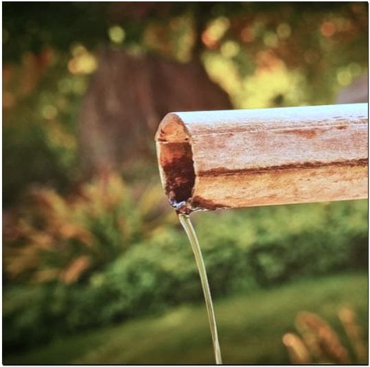 셀로비스 주성분 대나무 수액 요산 제거 효과