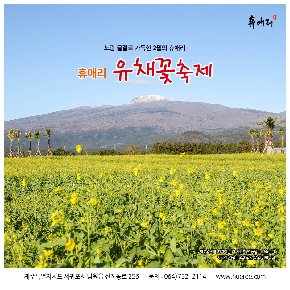 휴애리 유채꽃 축제