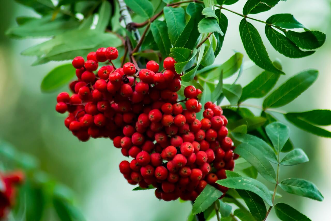 마가목 열매 먹는 법