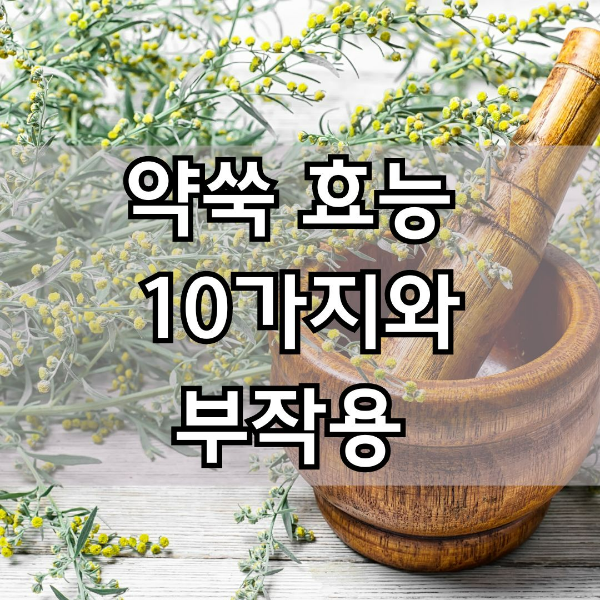 약쑥 효능과 부작용