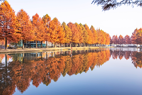담양메타세콰이아