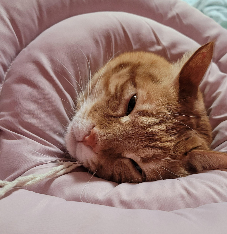 고양이 병원비