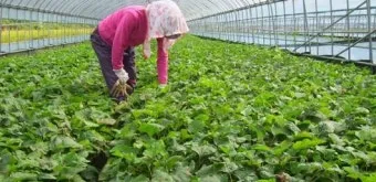 취나물 재배 반그늘 환경 배수 확보 연속 수확_6