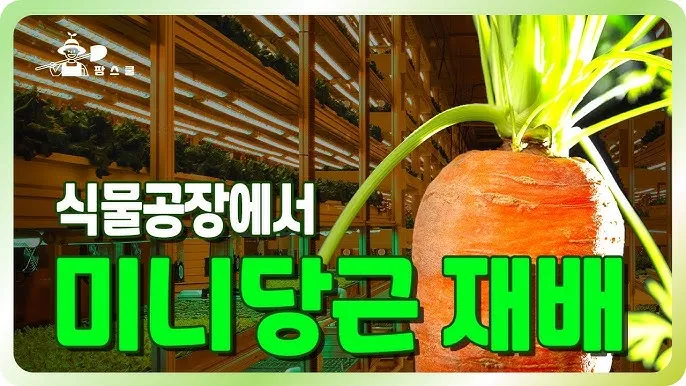 당근 재배 씨 뿌리기 토심 확보 잡초 관리_7