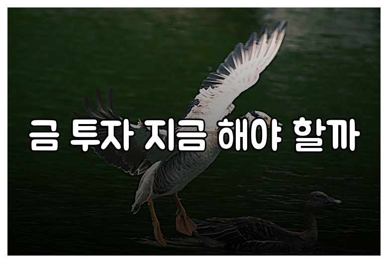 금 투자 지금 해야 할까
