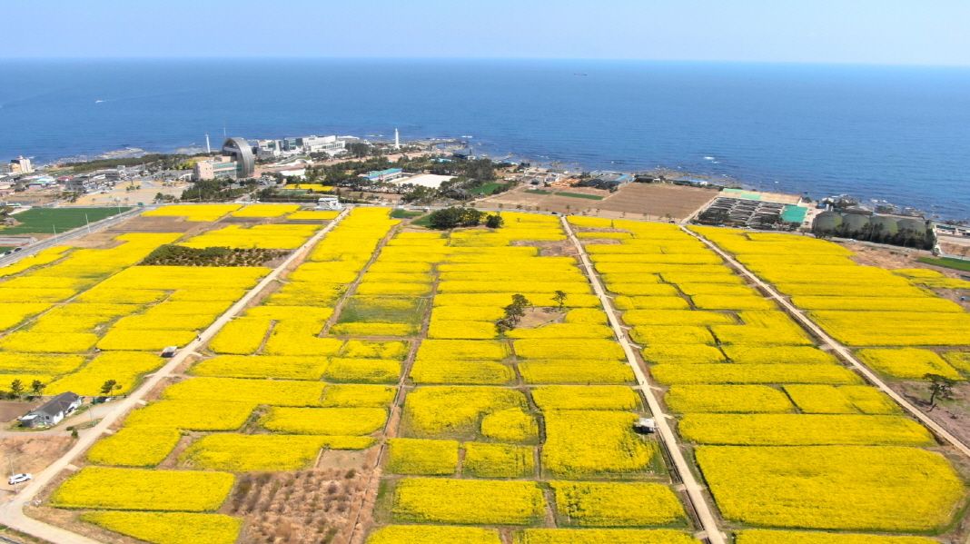 포항 유채꽃 축제 관련 사진