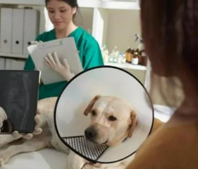 강아지 쌕쌕 켁켁거림, 혹시 천식? 보호자가 꼭 알아야 할 모든 것