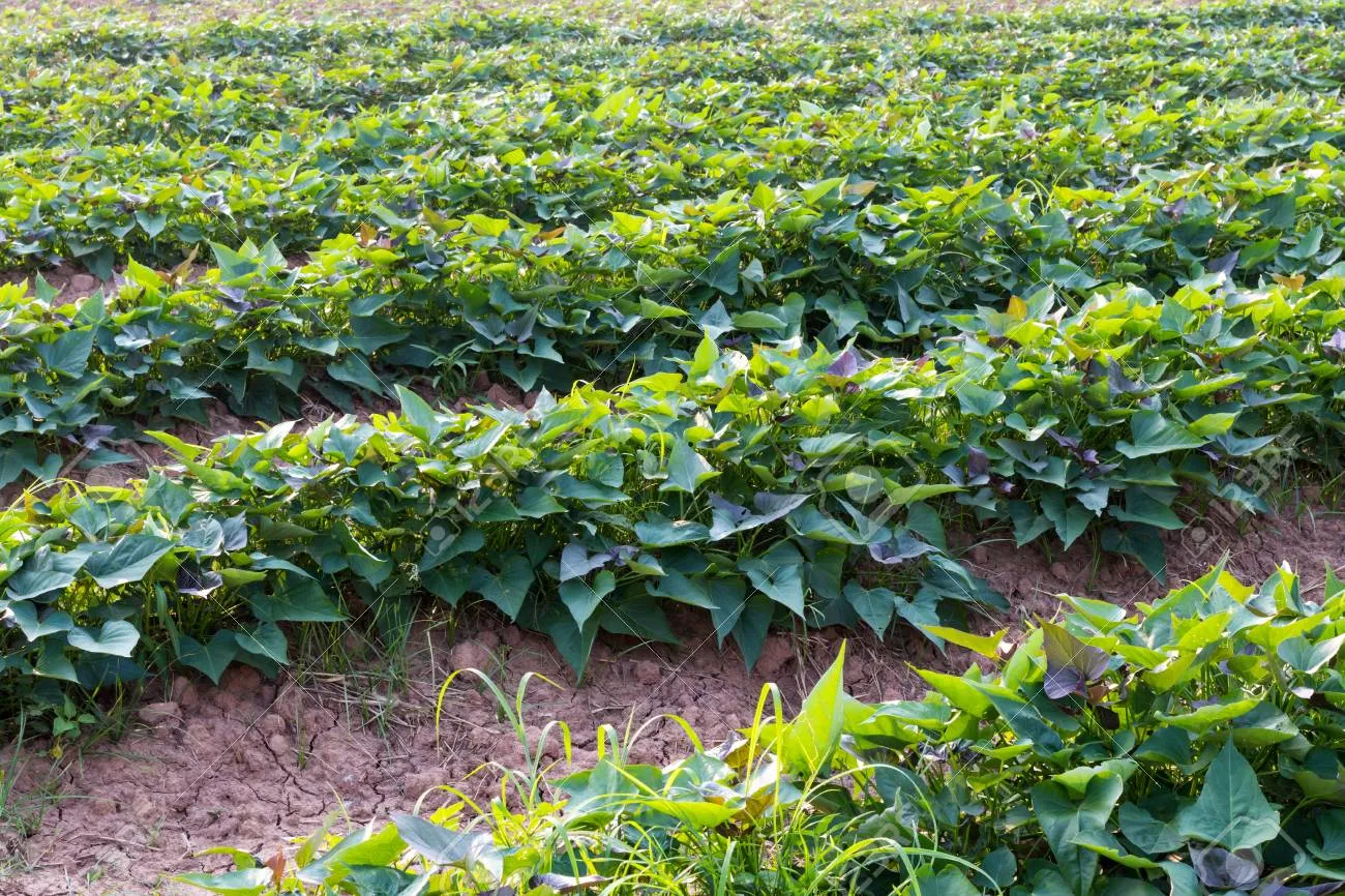 고구마 재배 파종시기 두둑 만들기 물주기 요령_4