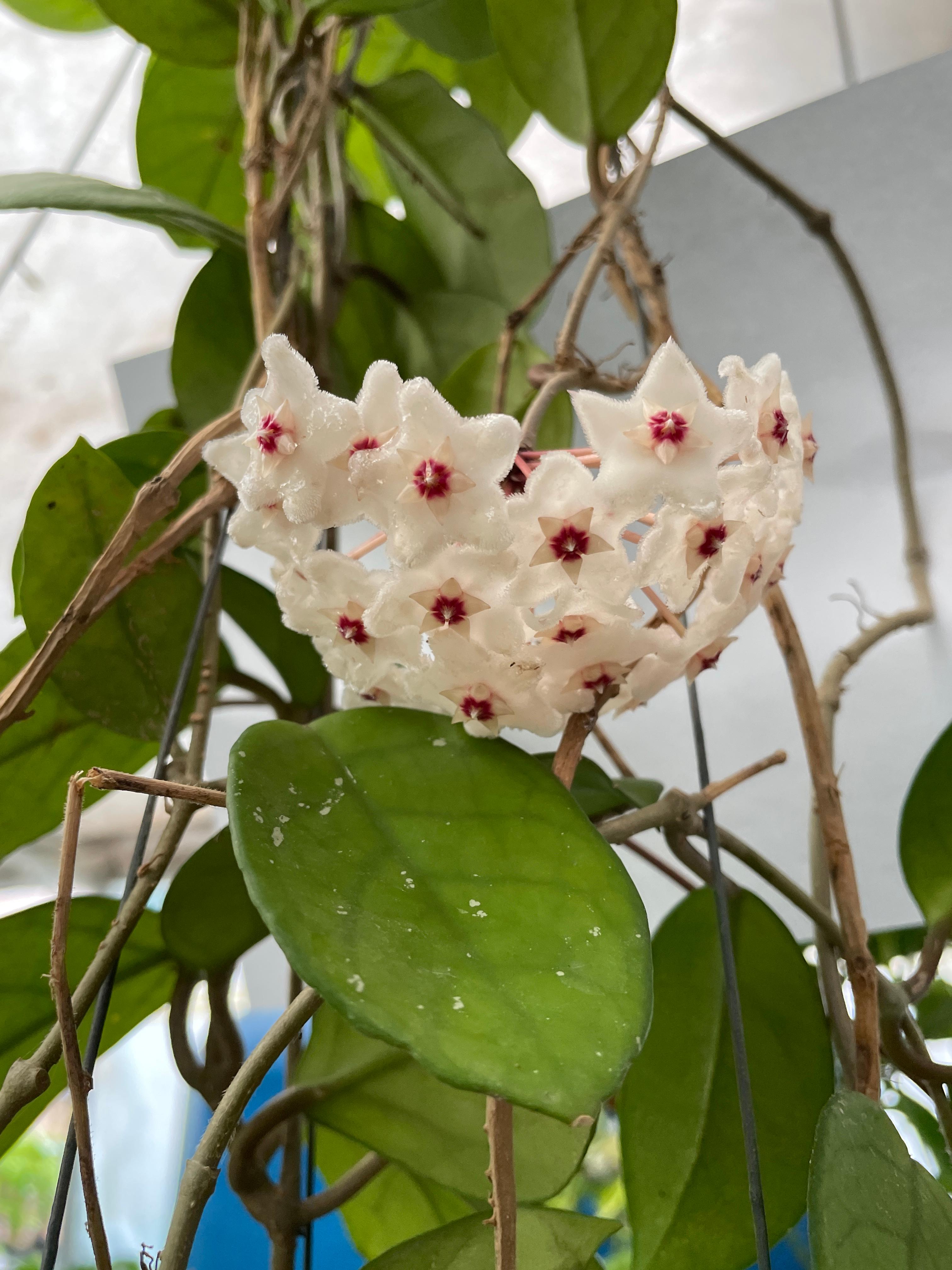 호야 카노사 걸이 키우기 공기정화식물 공중걸이 화분