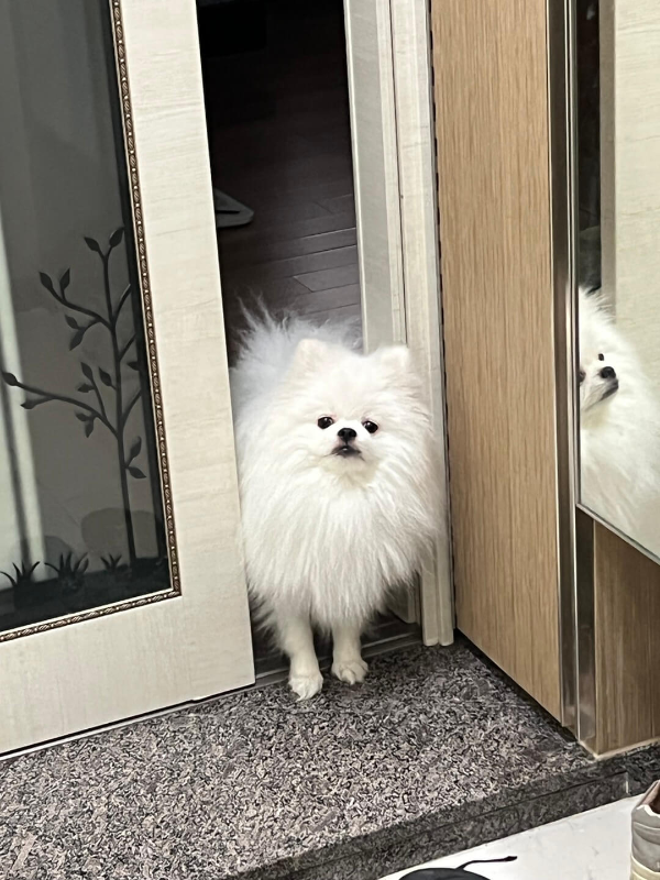 강아지_사진
